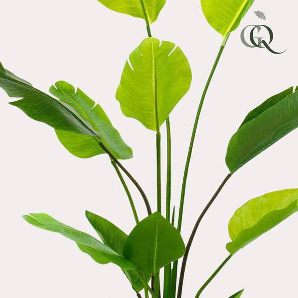 Kunstpflanze - Strelitzia Nicolai - Paradiesvogelblume - 150 cm 