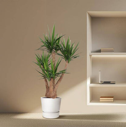 Riesen-Palmlilie – Yucca Elephantipes verzweigt – Zimmerpflanze 170cm – Ø45cm – Pflegeleichte Grünpflanze mit langen, spitzen Blättern – Tropischer Blickfang für Wohnzimmer, Büro & Wintergarten 