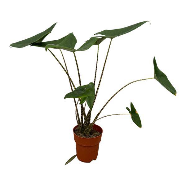 Alocasia Zebrina – Tiger-Pfeilblatt – Exotische Zimmerpflanze – Ø21cm – Höhe ca. 100cm – Tropische Pflanze mit gemusterten Stielen und großen Blättern 