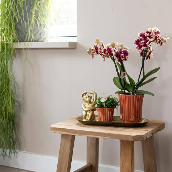 Überraschungsbox - 4 verschiedene Orchideen 