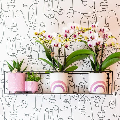 Weiße Phalaenopsis-Orchidee ‘Mineral Gibraltar’ – Blühende Zimmerpflanze – Ø9 cm-Topf – Elegante & langlebige Blüten – Orchidee für Fensterbank & Wohnraum 