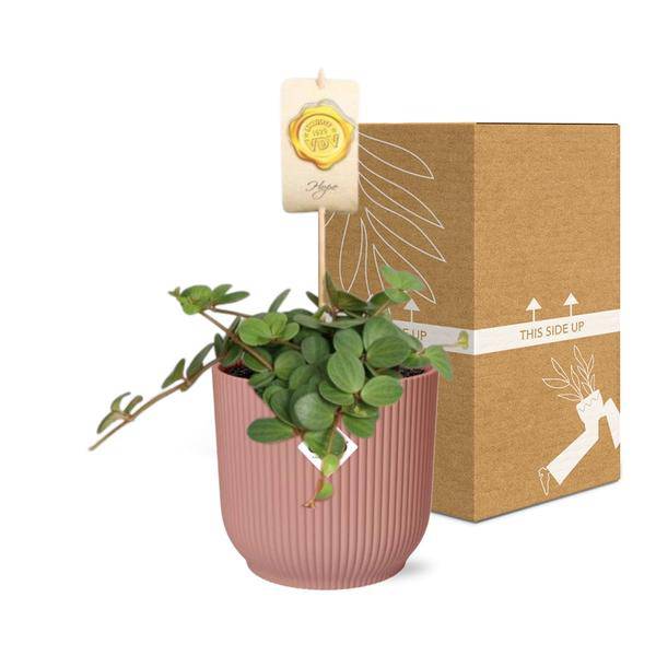Zwergpfeffer - Peperomia 'Hope' - Zimmerpflanze + Topf Vibes Fold 14cm Rosa 