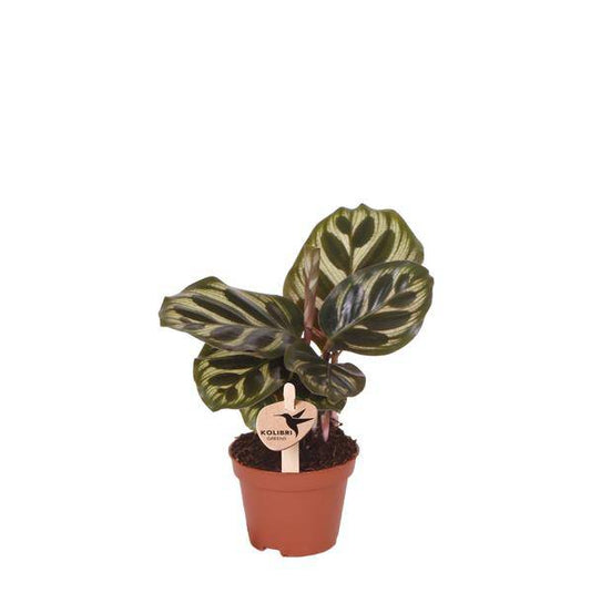 Calathea Makoyana - Pfauen-Korbmarante - Zimmerpflanze - Ø6cm 