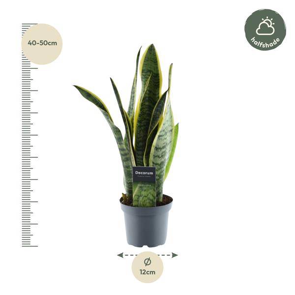Sansevieria Laurentii – Bogenhanf – Zimmerpflanze – Pflegeleichte Grünpflanze – Luftreinigend – Exotische Blattschmuckpflanze – Ø12cm – ↕45cm 