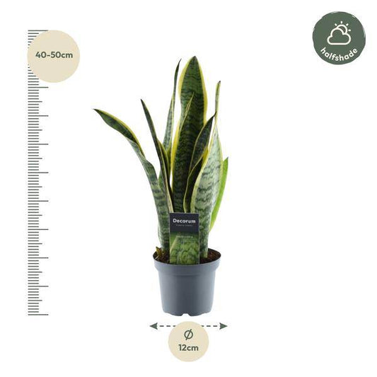 Sansevieria Laurentii – Bogenhanf – Zimmerpflanze – Pflegeleichte Grünpflanze – Luftreinigend – Exotische Blattschmuckpflanze – Ø12cm – ↕45cm 