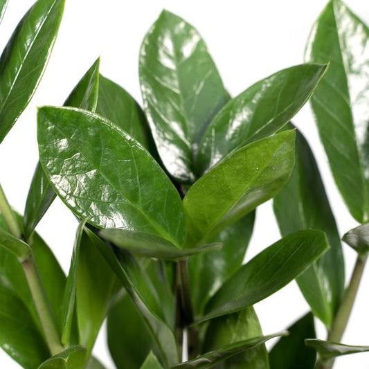 Glücksfeder - Zamioculcas - Zimmerpflanze - Ø12cm - ↕35cm 