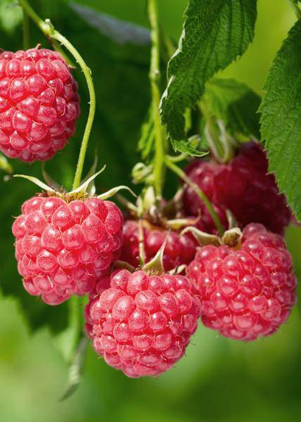 Himbeere Rubus idaeus 'Malling Promise' – Selbstbestäubende Sommer-Himbeere – 100% biologisch – Ø13cm – ca. 45cm Höhe – Leckere rote Früchte 