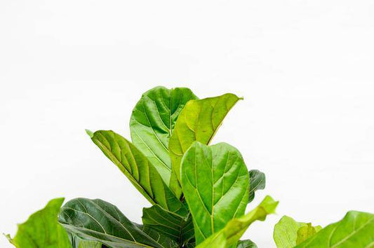 Geigen-Feige – Ficus Lyrata – Zimmerpflanze 220cm – Ø40cm – XXL-Designpflanze mit großen geigenförmigen Blättern – Exklusive Kübelpflanze für Wohnzimmer, Büro & Wintergarten – Pflegeleicht 