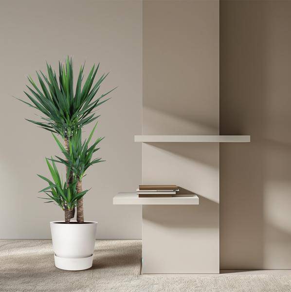 Yucca Elephantipes – Riesen-Palmlilie – Zimmerpflanze – Ø27cm – ↕140cm – Pflegeleicht & Robust – Für Innen & Außen 