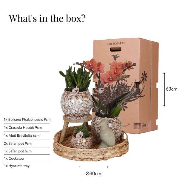 Geschenkset „Untamed Nature“ – Phalaenopsis Orchidee Rot & Sukkulenten – Inkl. 3 Keramik-Ziertöpfe – Pflanzenset mit Dekotieren – Perfekt als Geschenk & Deko-Highlight 