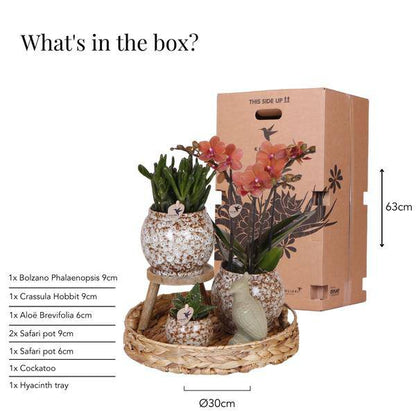 Geschenkset „Untamed Nature“ – Phalaenopsis Orchidee Rot & Sukkulenten – Inkl. 3 Keramik-Ziertöpfe – Pflanzenset mit Dekotieren – Perfekt als Geschenk & Deko-Highlight 