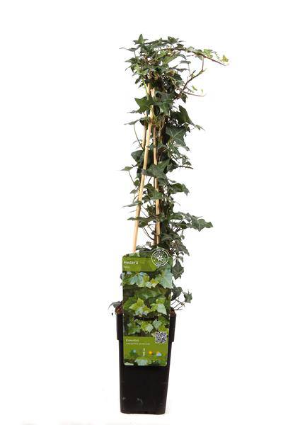 Gemeiner Efeu - Hedera helix - Ø15cm - ↕65cm 