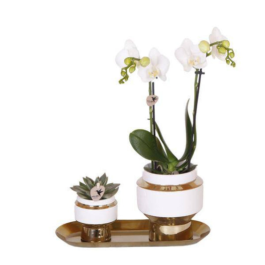 Pflanzenset – Weiße Orchidee & Sukkulente im goldenen Deko-Set – Inklusive Le Chic Ziertöpfen & Tablett – Elegante Zimmerpflanzen-Kombi 