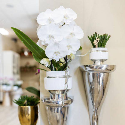Rhipsalis 2er-Set in silbernen Le Chic Keramiktöpfen – Ø9 cm – Stilvolle Zimmerpflanzen – Pflegeleichte Kakteen im eleganten Design – Perfekt für Zuhause & Büro 