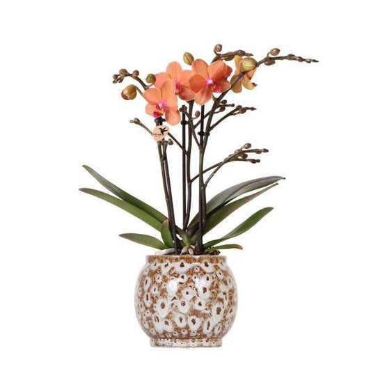 Orange Phalaenopsis Orchidee - Mineral Bolzano + Safari Topf - Topfgröße Ø9cm - blühende Zimmerpflanze 