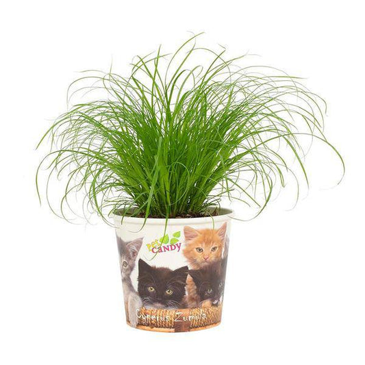 Katzengras – Cyperus Zumula – Wechselblättriges Zyperngras – Ø12cm – ↕23cm – Zimmerpflanze für Katzen – Natürliche Verdauungshilfe & Dekopflanze 