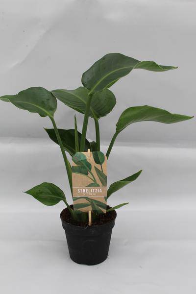 Baum-Strelitzie Strelitzia Nicolai – Zimmerpflanze – Ø13cm – Höhe ca. 35cm – Exotische Paradiesvogelblume fürs Zuhause 