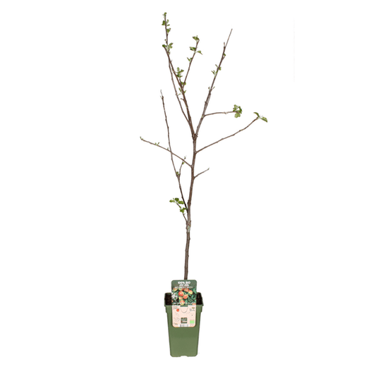 Apfelbaum Jonagold – Winterapfel – Malus Domestica – Ø19cm – 60cm hoch – Obstbaum für Garten & Balkon – Winterhart & Fruchttragend 