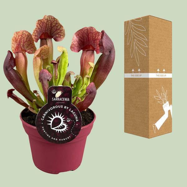 Sarracenia Catesbaei – Fleischfressende Zimmerpflanze – Ø12cm Topf – 23cm Höhe – Pflegeleicht & Dekorativ 