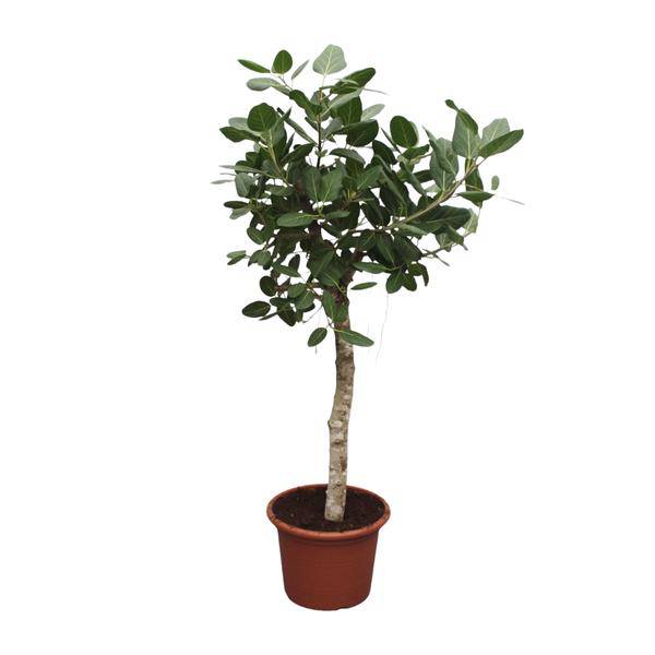Banyan-Feige Ficus Benghalensis – 200cm hoch – Ø50cm – Exklusive Zimmerpflanze mit großen glänzenden Blättern – Pflegeleicht & robust – Für Wohnzimmer, Büro & Innenräume 