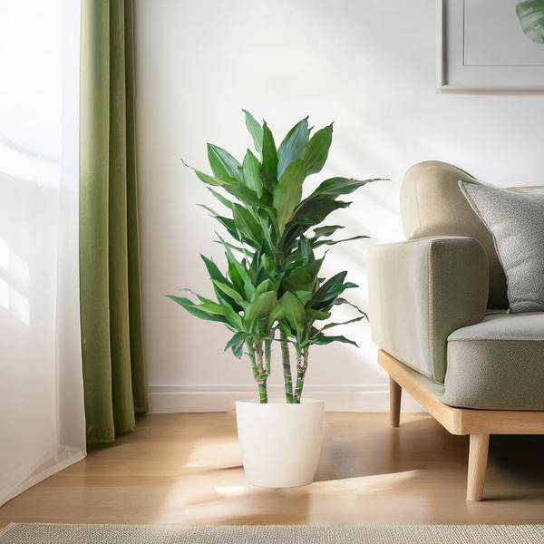 Dracaena Janet Lind 95cm – Drachenbaum Zimmerpflanze Ø21cm im weißen Viber Topf – pflegeleichte luftreinigende Grünpflanze für Wohnzimmer und Büro 