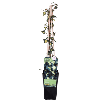 Gold-Efeu - Hedera helix 'Goldheart' - Ø15cm - ↕65cm 
