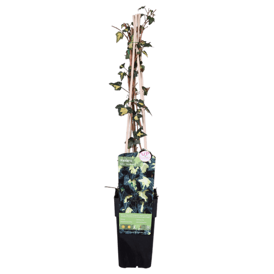 Gold-Efeu - Hedera helix 'Goldheart' - Ø15cm - ↕65cm 