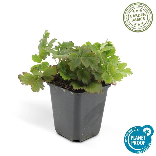 Waldsteinie - Waldsteinia ternata - ↕10-25cm - Ø9cm - 60 Pflanzen – Robuste Bodendeckerpflanze mit gelben Blüten – Sonnig & Halbschattig – Pflegeleicht 