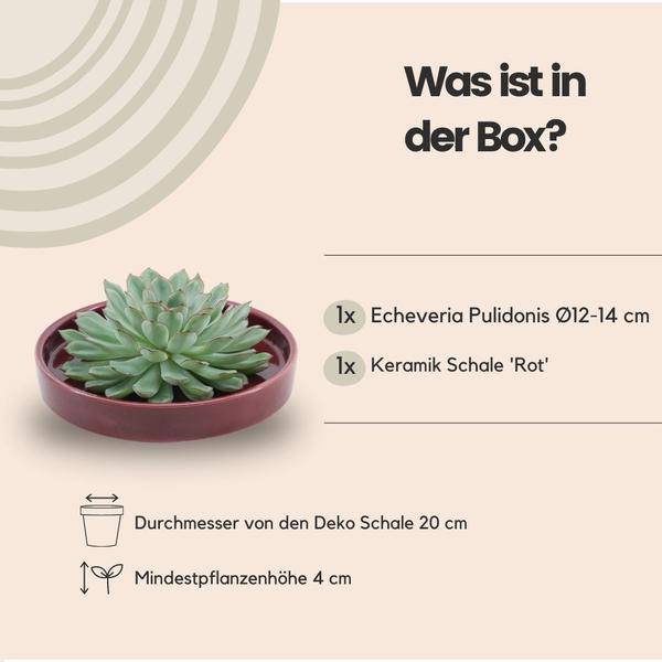 Sukkulente - Echeveria Pulidonis in Schale 'Rot' Ø20cm - ↕5cm 