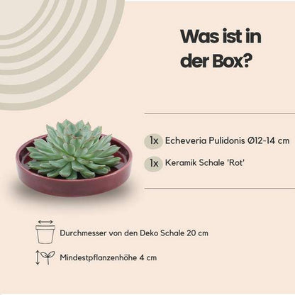 Sukkulente - Echeveria Pulidonis in Schale 'Rot' Ø20cm - ↕5cm 