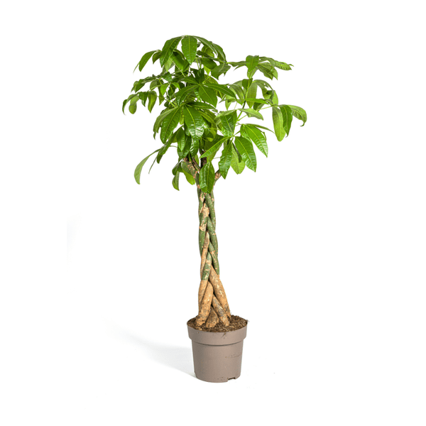 Glückskastanie – Pachira Aquatica – Zimmerpflanze – Ø30 cm – Höhe 170-180 cm – Geflochtener Stamm & glänzende Blätter – Exotisch & pflegeleicht 