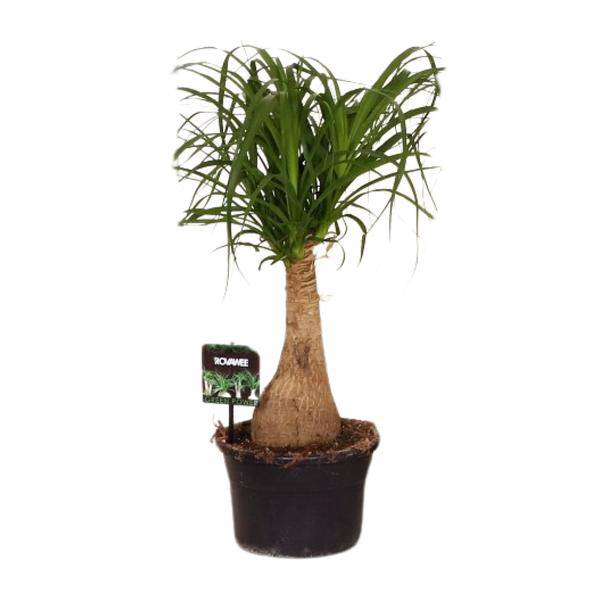 Elefantenfuß - Beaucarnea Nolina - Zimmerpflanze - Ø19cm - ↕60cm 