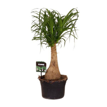 Elefantenfuß - Beaucarnea Nolina - Zimmerpflanze - Ø19cm - ↕60cm 