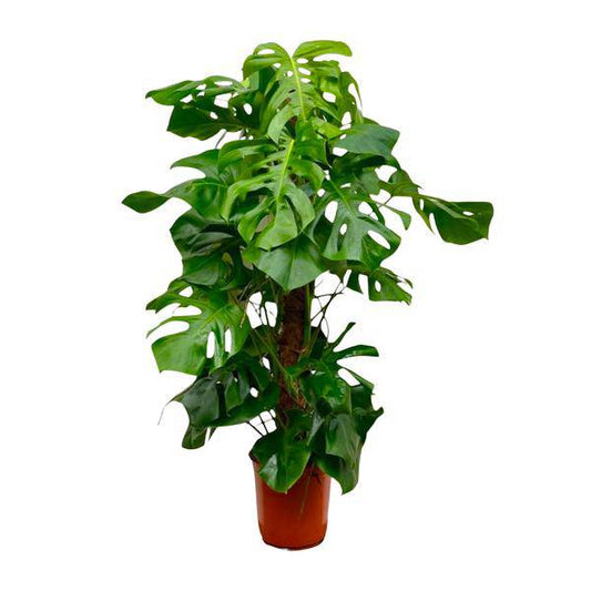 Monstera Deliciosa – Köstliches Fensterblatt – Zimmerpflanze 150cm – Ø27cm – Tropische XXL-Pflanze mit großen grünen Blättern – Dekorative Kübelpflanze für Wohnzimmer & Büro – Pflegeleicht 