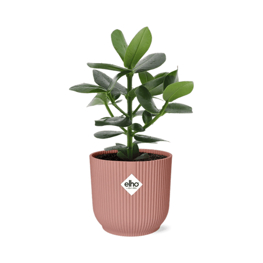 Balsamapfel Clusia Princess – Autogrammbaum – Zimmerpflanze inkl. Ziertopf Vibes Fold Rosa Ø14cm – Dekorative Grünpflanze mit dicken Blättern – Pflegeleicht & luftreinigend – Für Wohnzimmer & Büro 