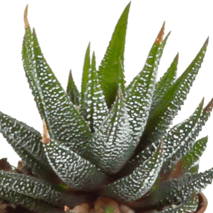 Sukkulente - Gasteria/Haworthia - Mix - 5,5 cm - im Topf - 5 Stück 
