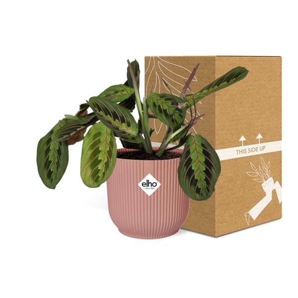 Pfeilwurz - Maranta Leuconeura 'Fascinator' Tricolor - Zimmerpflanze + Topf Vibes Fold 14cm Rosa 