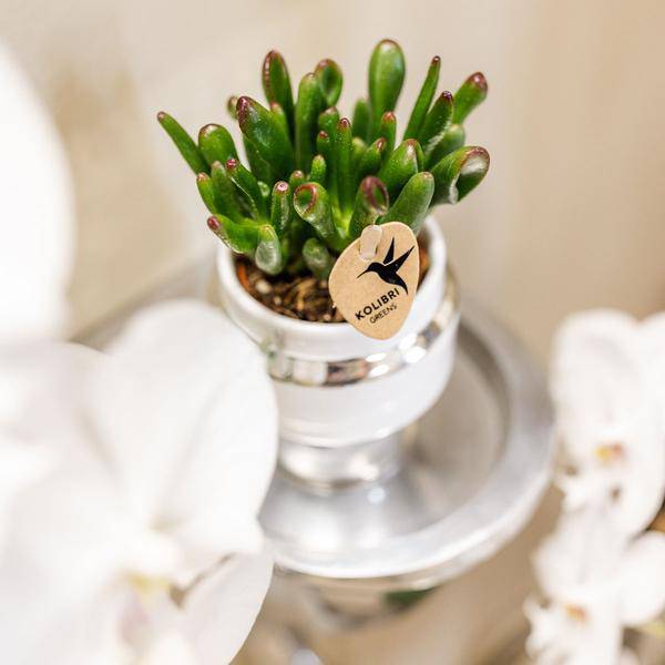 Rhipsalis 2er-Set in silbernen Le Chic Keramiktöpfen – Ø9 cm – Stilvolle Zimmerpflanzen – Pflegeleichte Kakteen im eleganten Design – Perfekt für Zuhause & Büro 