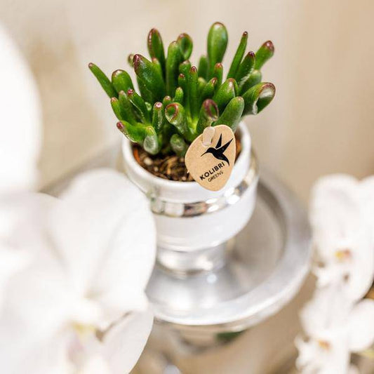 Rhipsalis 2er-Set in silbernen Le Chic Keramiktöpfen – Ø9 cm – Stilvolle Zimmerpflanzen – Pflegeleichte Kakteen im eleganten Design – Perfekt für Zuhause & Büro 