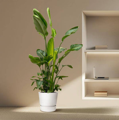 Strelitzia Nicolai – Baumstrelitzie – Zimmerpflanze 250cm – Ø40cm – Weißer Paradiesvogel mit großen grünen Blättern – Exotische tropische Kübelpflanze – Für helle Innenräume & geschützte Außenbereiche 