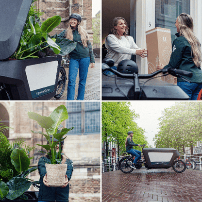 Überraschungsbox Zimmerpflanzen – 5 grüne Pflanzen Ø12cm , ca. 25cm hoch – Vielfältige Blatt- und Blütenpracht – Ideal für Zuhause & Büro 