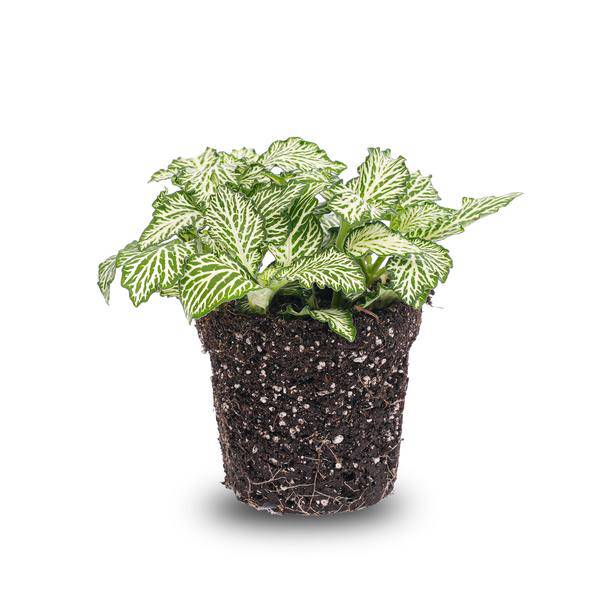 Mosaikpflanze Fittonia White – Weißer Tiger – Terrarienpflanze Ø8cm – Pflegeleichte Zimmerpflanze mit dekorativen weiß-grünen Blättern 