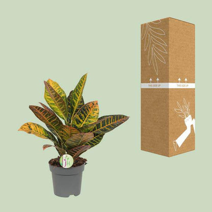 Wunderstrauch Codiaeum 'Petra' – Croton – Ø17cm x H45cm – Bunt gemusterte Zimmerpflanze – Tropisches Laub in Rot, Gelb & Grün – Für Halbschatten – Pflegeleicht 