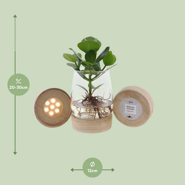 Clusia In Kingston Glas + LED - Ø12cm - ↕30cm 
