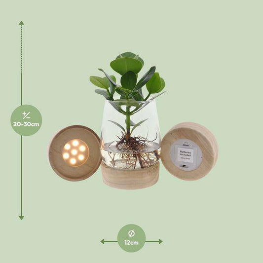 Clusia In Kingston Glas + LED - Ø12cm - ↕30cm 