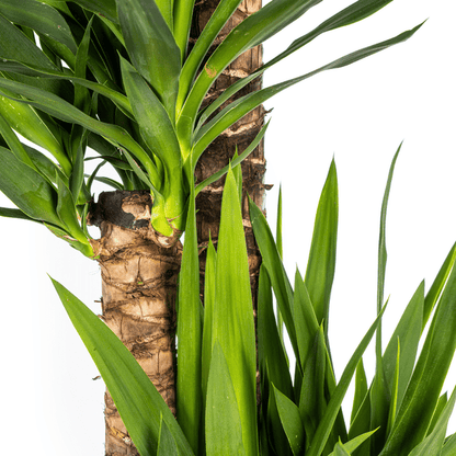 Riesen-Palmlilie - Yucca Elephantipes - Zimmerpflanze - Ø27cm - ↕160cm – Pflegeleicht & robust 