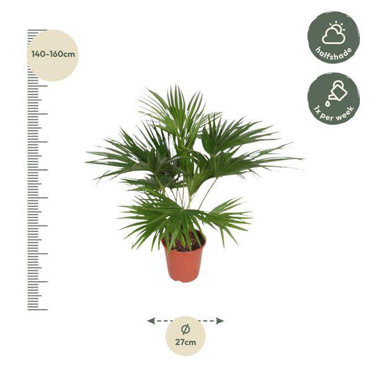 Chinesische Schirmpalme – Livistona Chinensis – Zimmerpflanze – 170cm – Ø27cm – pflegeleichte tropische Fächerpalme für Innen und Außen 