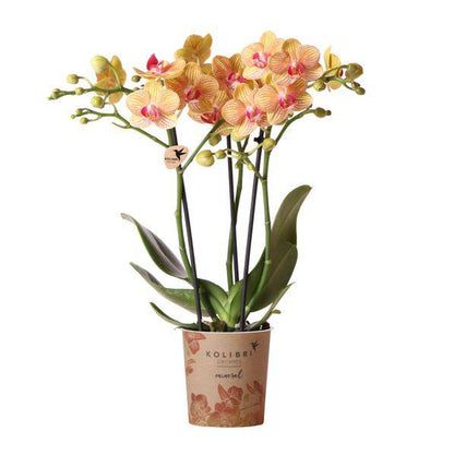 Phalaenopsis Orchid Orange Jamaica – Zimmerpflanze – Ø9cm – Strahlend orangefarbene Blüten 