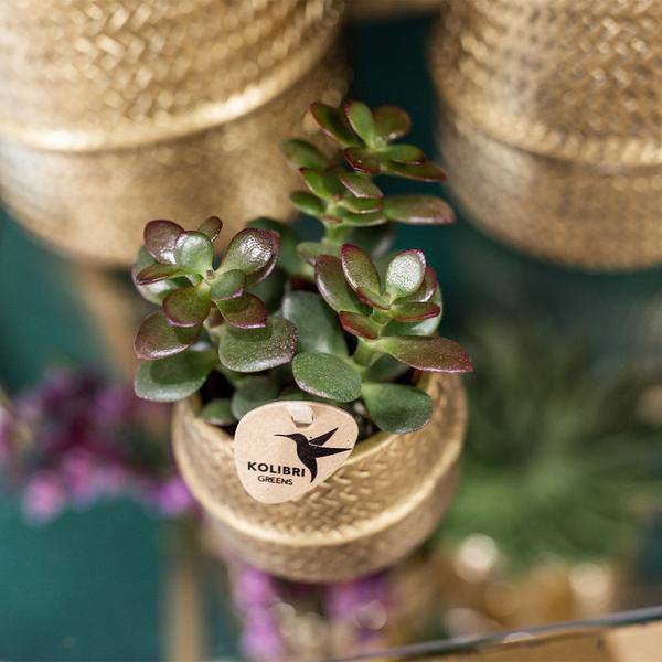 Pflanzenset Groove gold – Weiße Phalaenopsis Amabilis Ø9cm & Aloe Brevifolia Ø6cm – goldene Keramik-Ziertöpfe – Elegantes Orchideen- und Sukkulenten-Set – Geschenkidee & Deko 