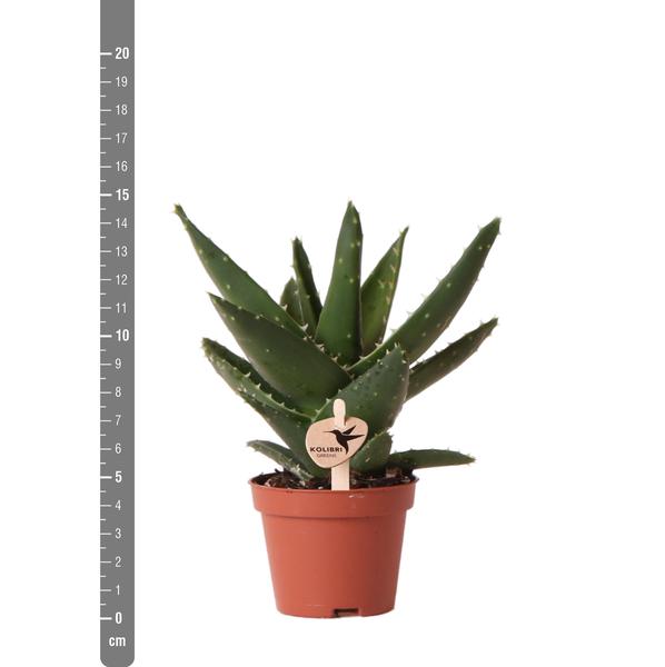 Sukkulente Aloe Brevifolia – Kleine Grüne Zimmerpflanze mit Stacheln – Ø6cm – Pflegeleicht & Robust – Ideal für helle Standorte ohne direkte Sonne 